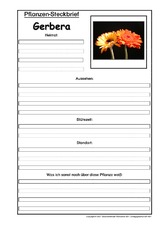 Pflanzensteckbrief-Gerbera.pdf